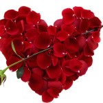 valentine-roses
